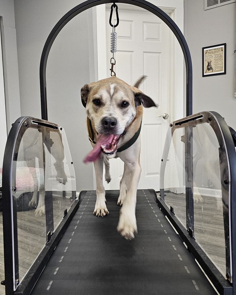Ronzeil Non-Electric Dog Treadmill review Zuko 02