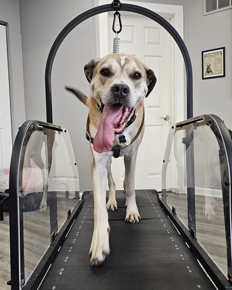 Ronzeil Non-Electric Dog Treadmill review Zuko 01