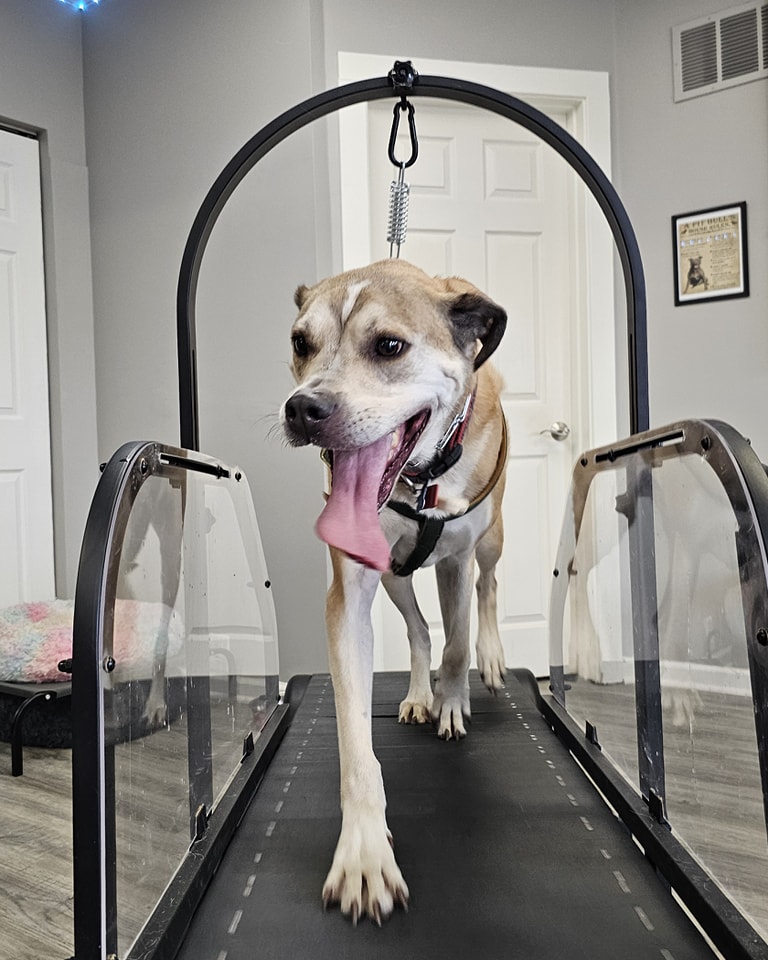 Ronzeil Non-Electric Dog Treadmill review Zuko 03