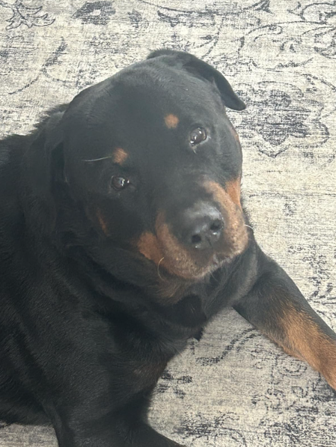 8-in-1 Multivitamin Soft Chew Bites for Dogs Chicken Flavor review Looney