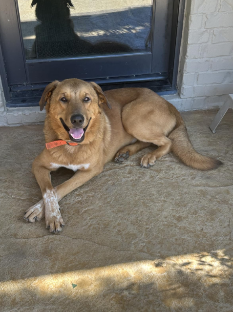 8-in-1 Multivitamin Soft Chew Bites for Dogs Chicken Flavor review Kayla