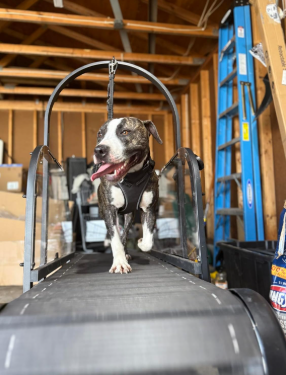 Ronzeil Non-Electric Dog Treadmill review Hille