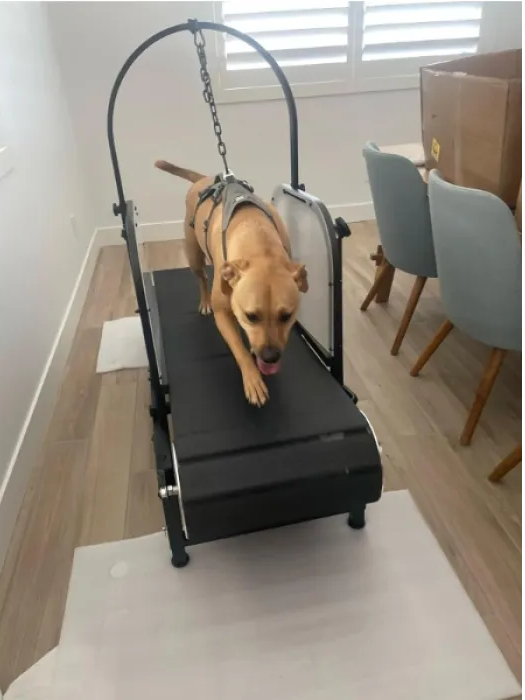 Ronzeil Non-Electric Dog Treadmill review Consue