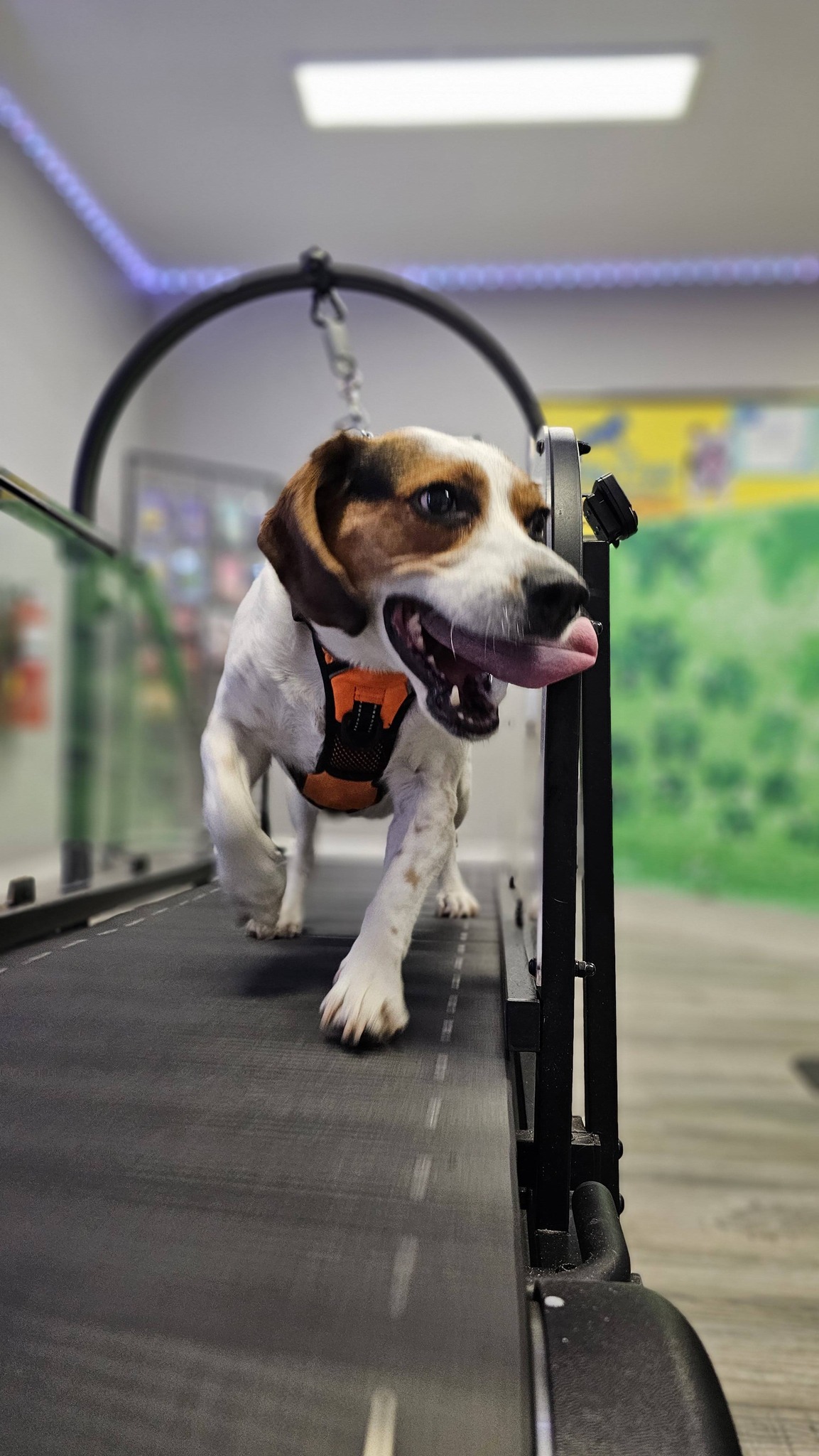 Ronzeil Non-Electric Dog Treadmill review Kylo 01