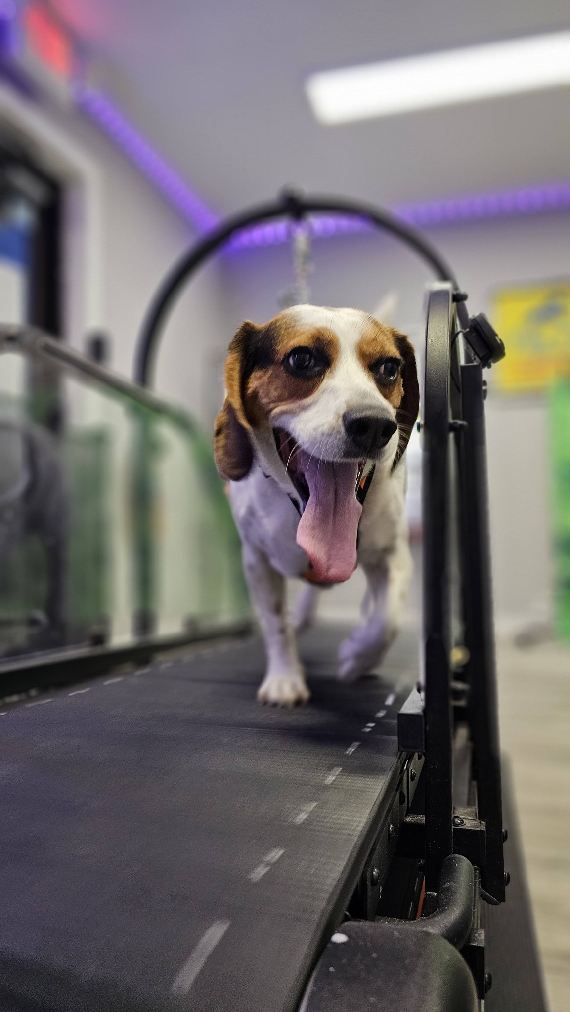 Ronzeil Non-Electric Dog Treadmill review Kylo 00