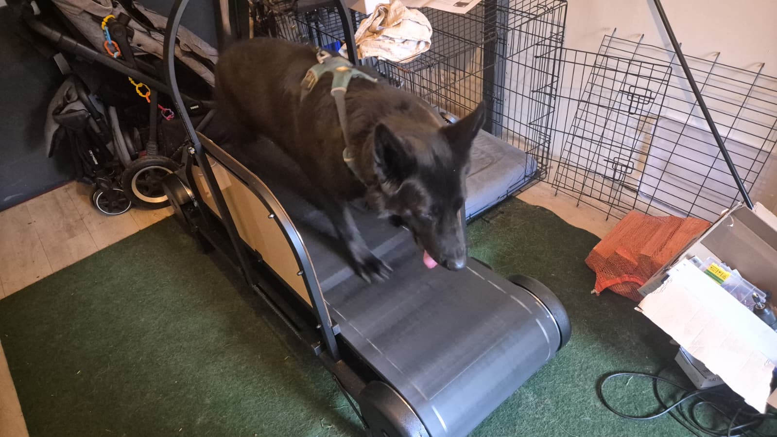 Ronzeil Non-Electric Dog Treadmill review Jeroen 00