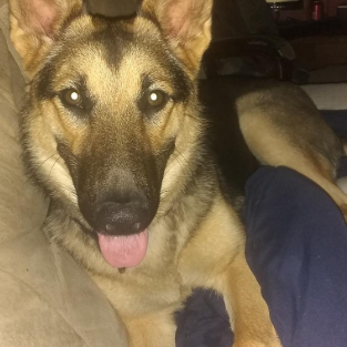 Ronzeil Dog Hip And Joint Supplement Chews Chicken Flavor review Diedra