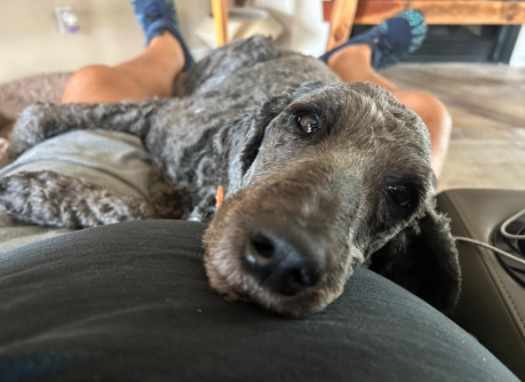 Ronzeil Glucosamine Chondroitin Hip and Joint Supplement for Dogs Chicken Flavor review cecker