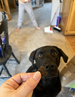 Ronzeil 8-in-1 Multivitamin Soft Chew Bites for Dogs Chicken Flavor review Shell