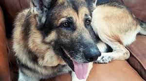 Ronzeil Muscle Building Dog Supplements Chicken Flavor review AutoGeek