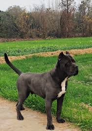 Ronzeil Muscle Building Dog Supplements Chicken Flavor review Shineythings