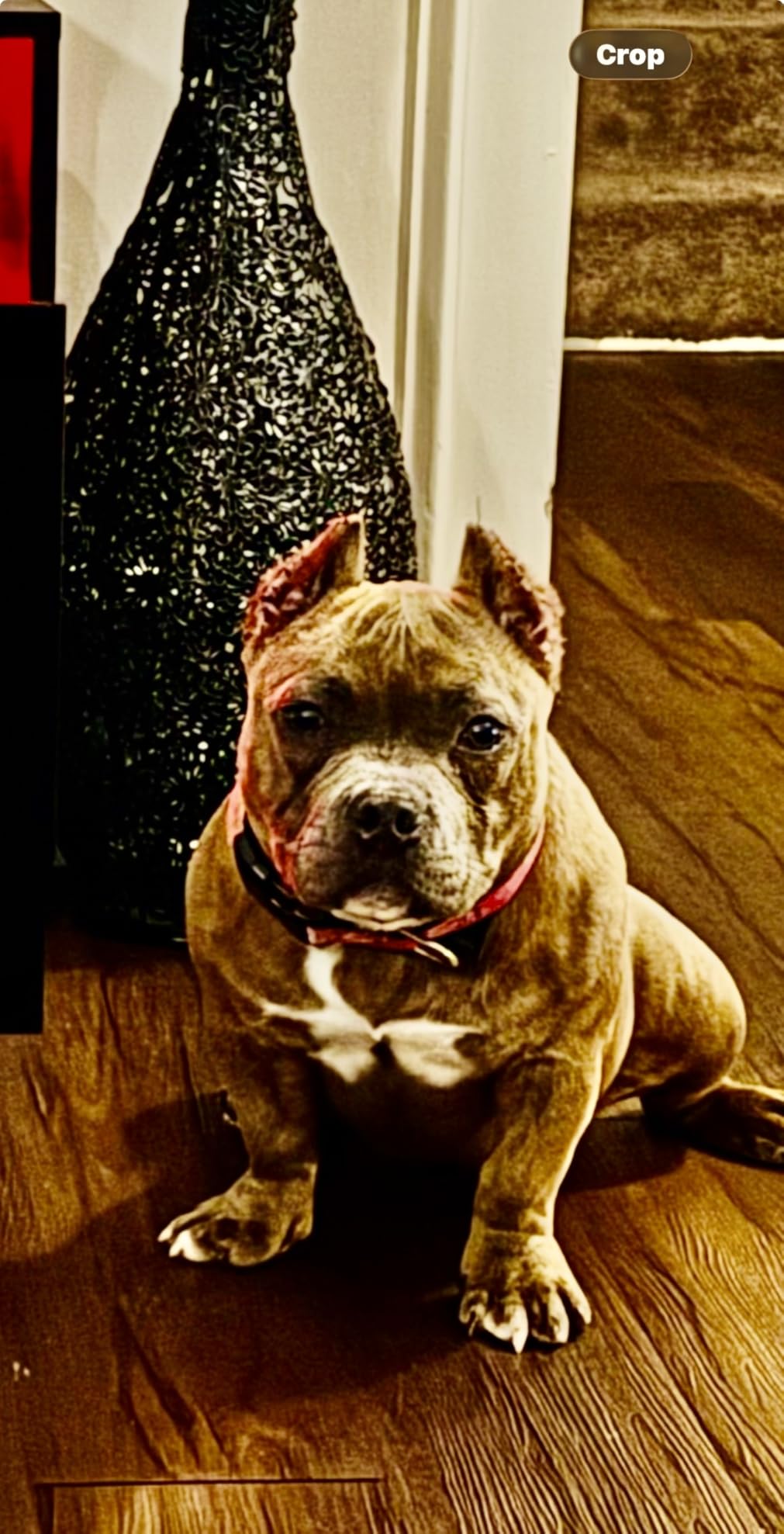 Ronzeil Muscle Building Dog Supplements Chicken Flavor review Anonymous