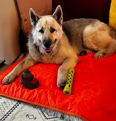 Ronzeil 8-in-1 Multivitamin Soft Chew Bites for Dogs Chicken Flavor review SlowCampThistle