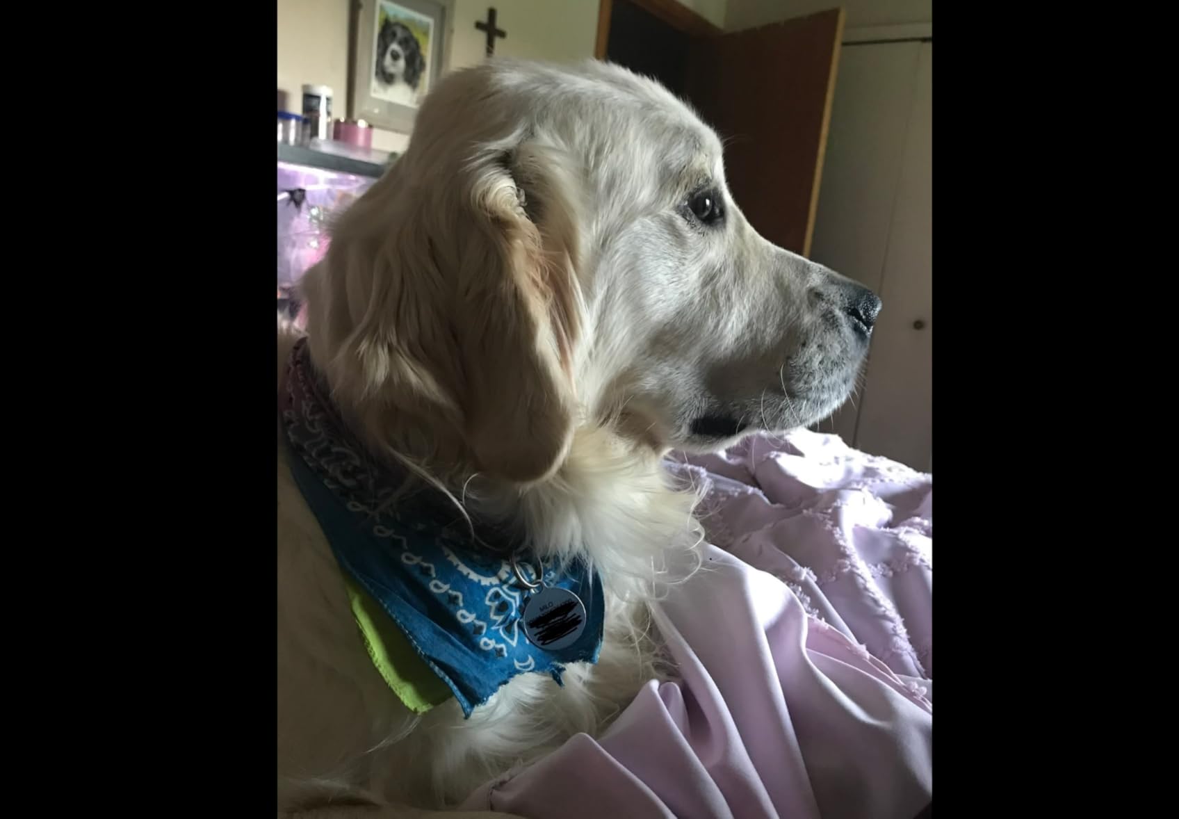 Ronzeil Canine Probiotic Supplement Chicken Flavor review Peaches