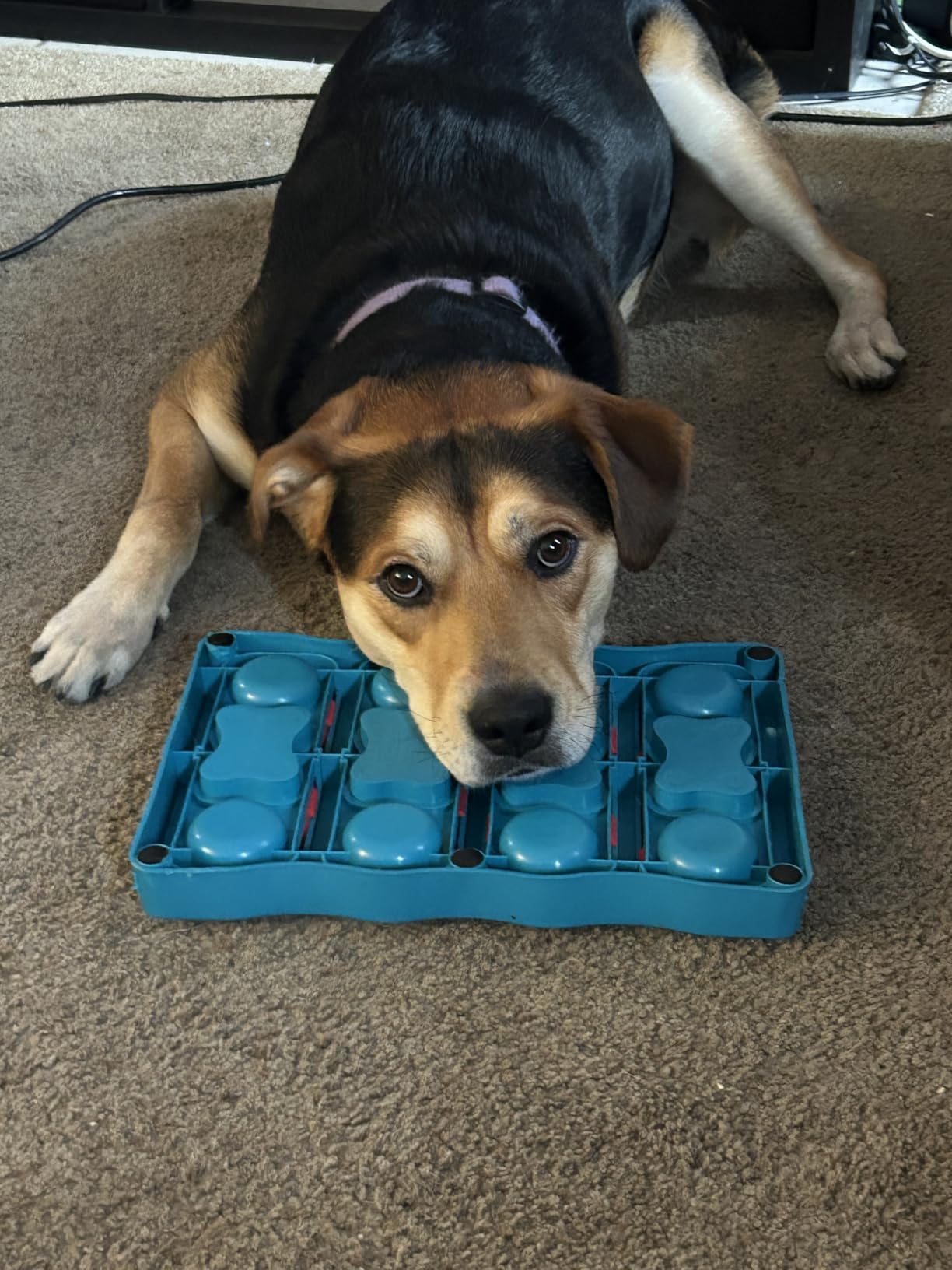 Ronzeil Canine Probiotic Supplement Chicken Flavor review Heather Clark