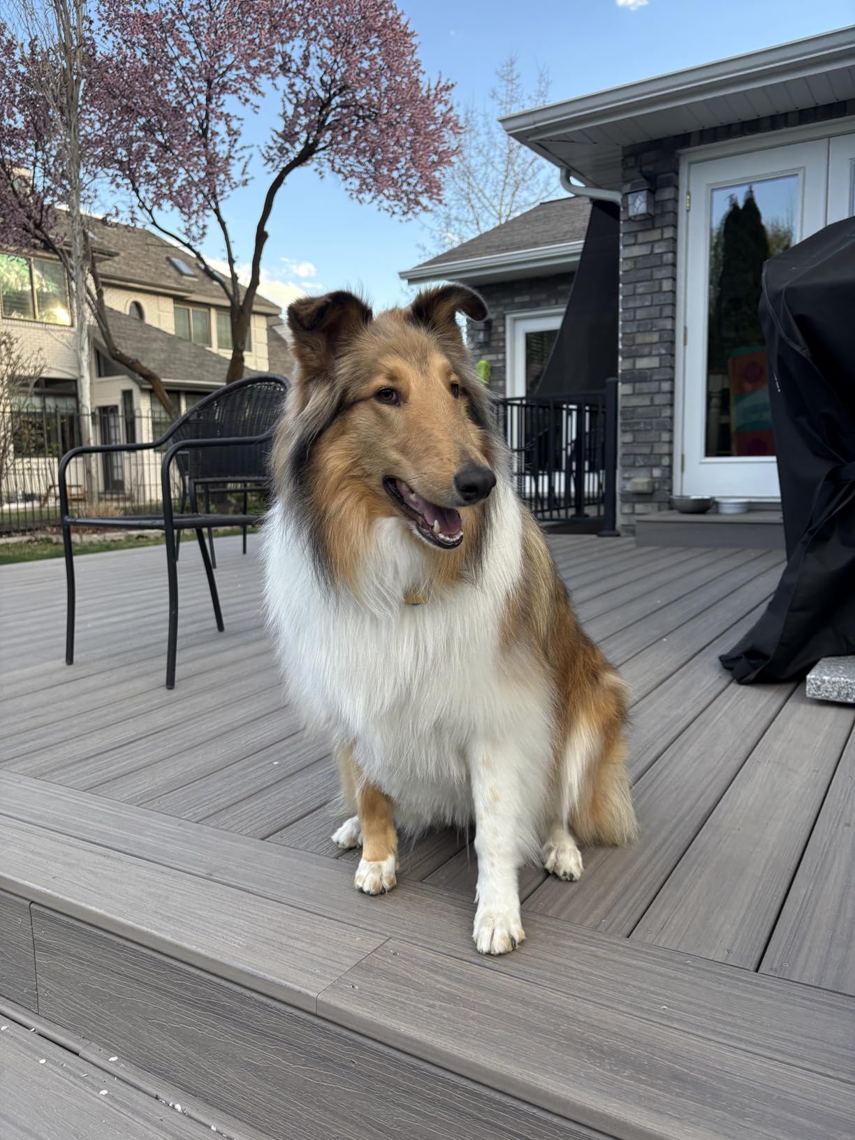 Ronzeil 8-in-1 Multivitamin Soft Chew Bites for Dogs Chicken Flavor review Carolyn