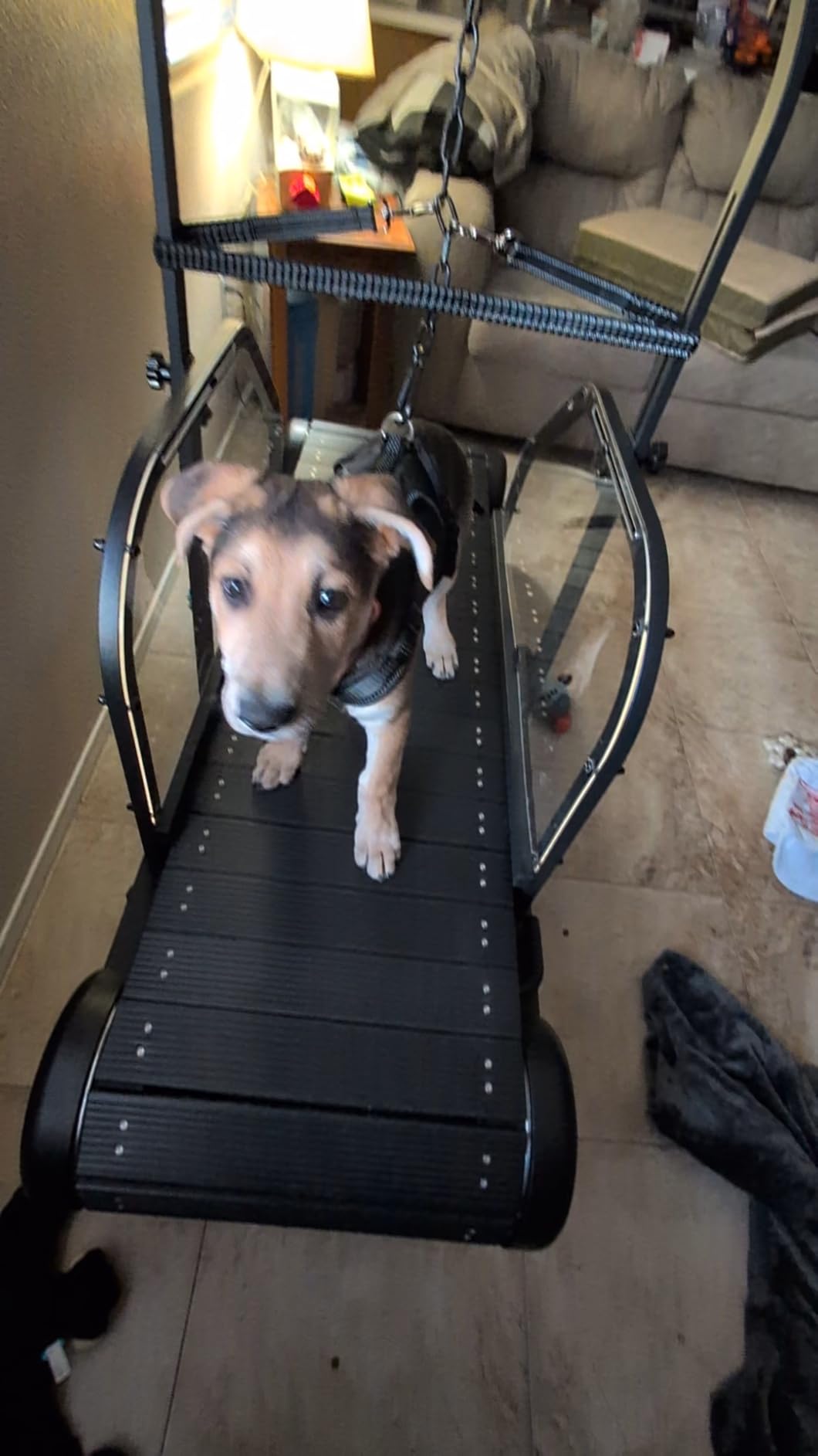 Ronzeil Non-Electric Dog Treadmill review Graham McGregor 00