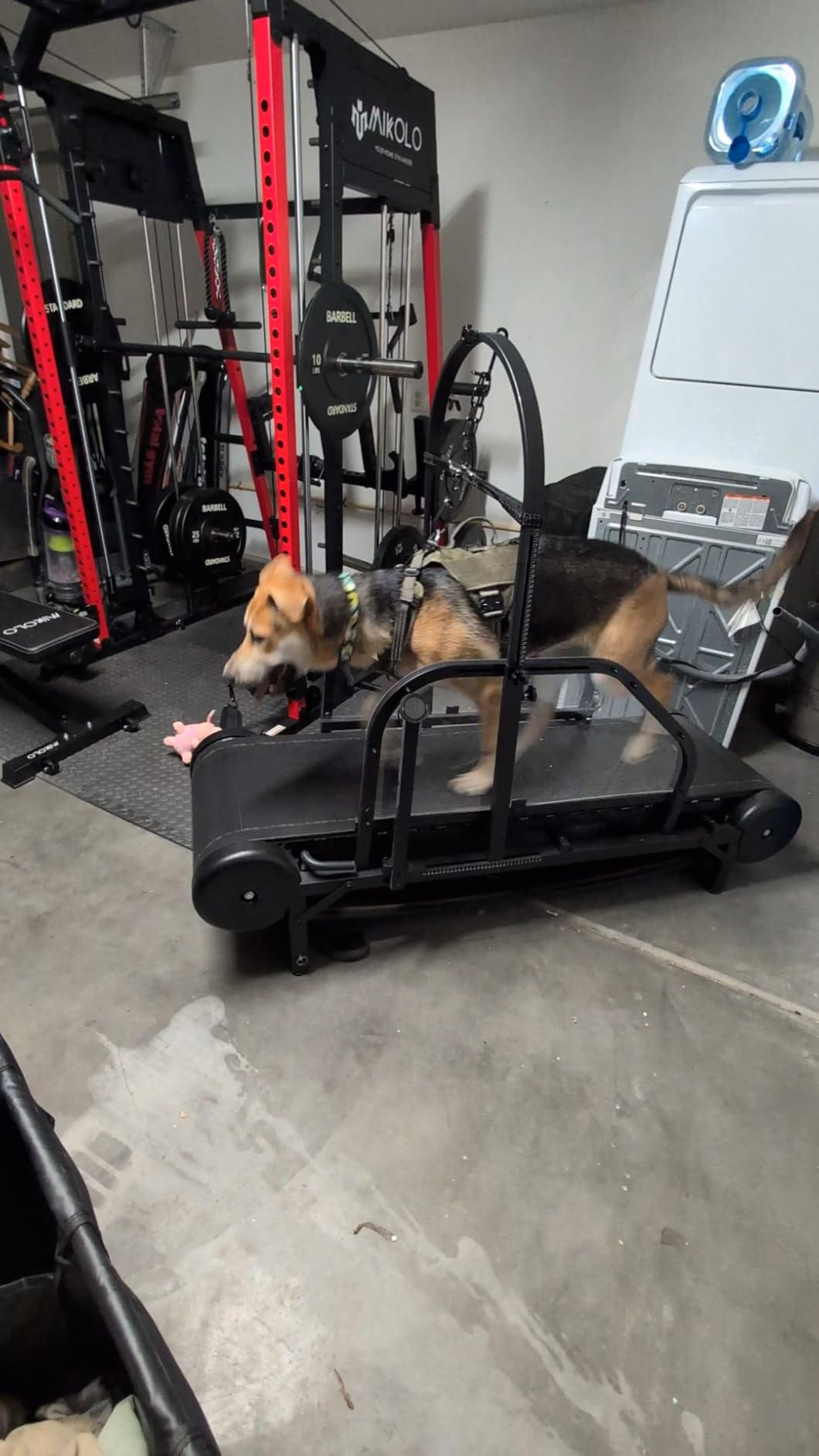 Ronzeil Non-Electric Dog Treadmill review Graham McGregor 01