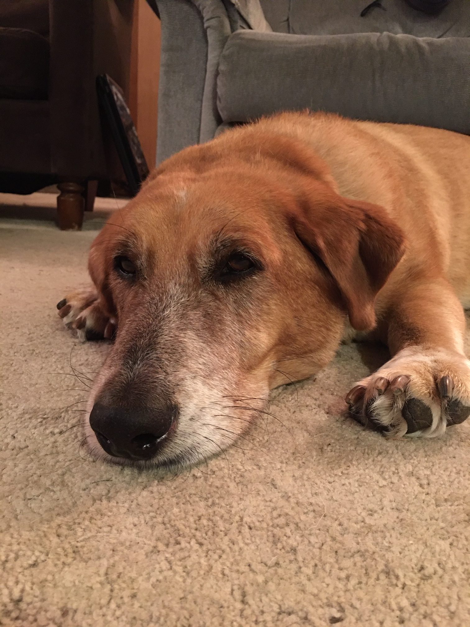 Ronzeil 8-in-1 Multivitamin Soft Chew Bites for Dogs Chicken Flavor review Lindsay F. Nielson