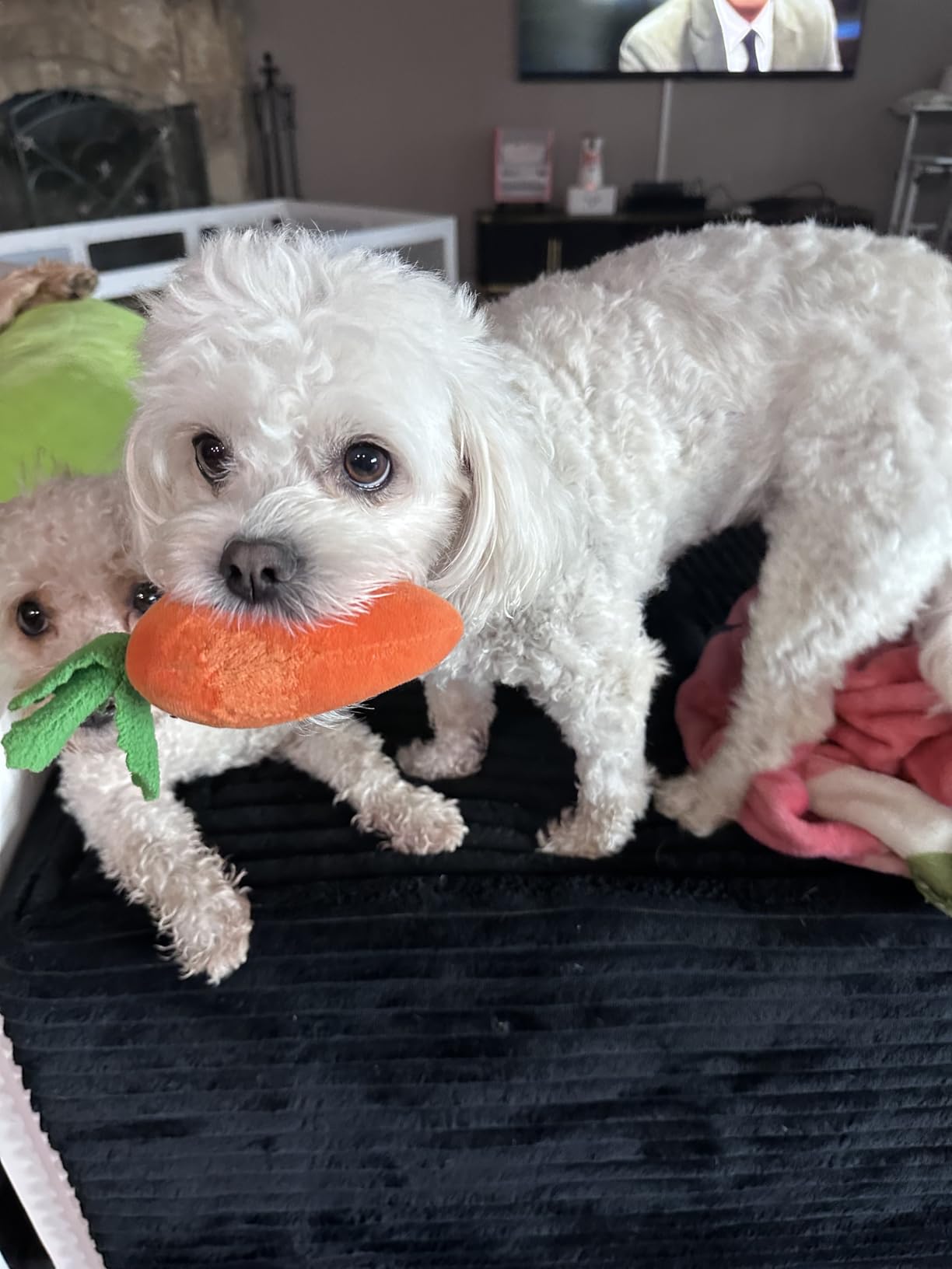 Ronzeil 8-in-1 Multivitamin Soft Chew Bites for Dogs Chicken Flavor review Pupper Village 00