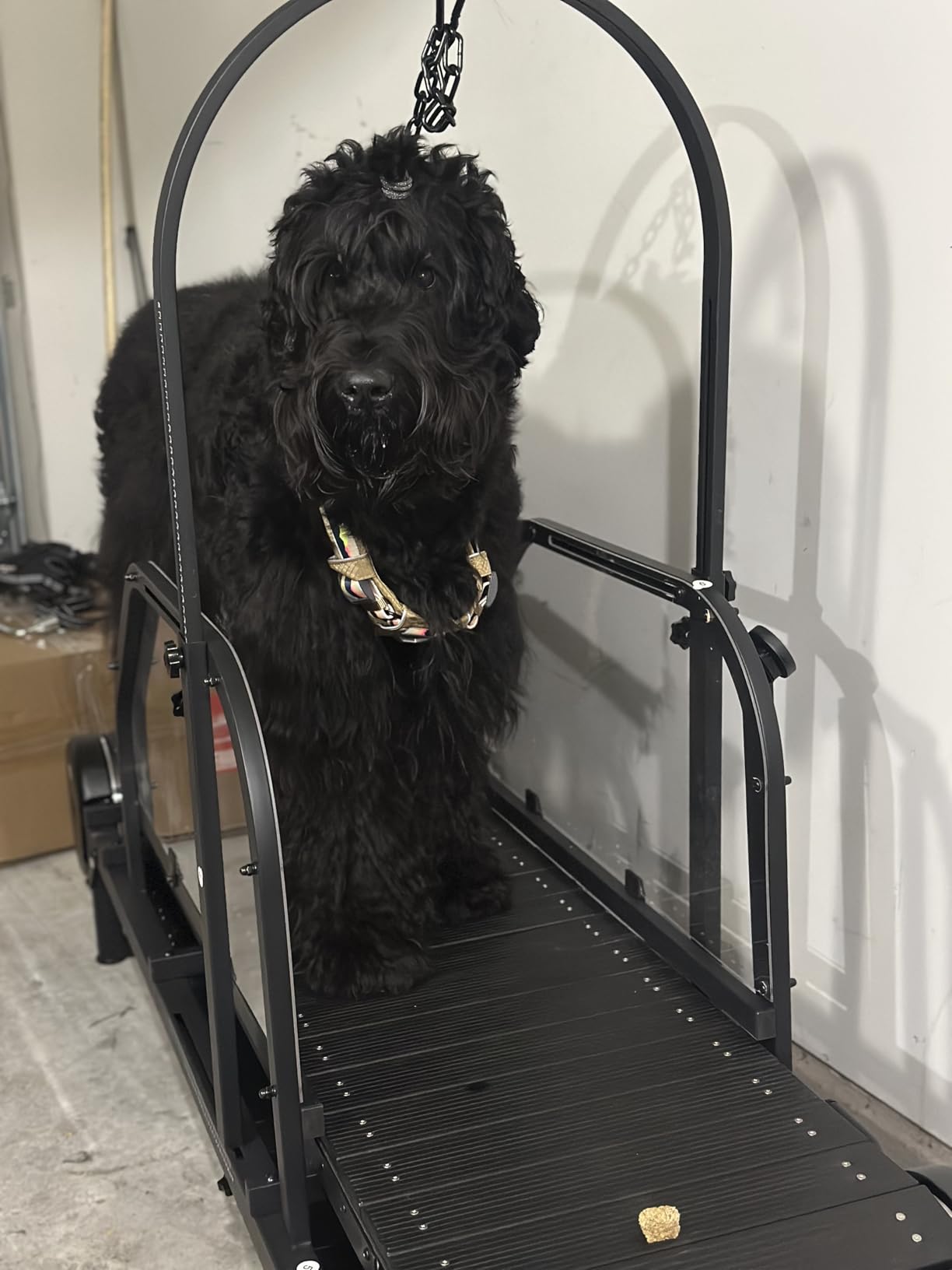 Ronzeil Non-Electric Dog Treadmill review hannah 01