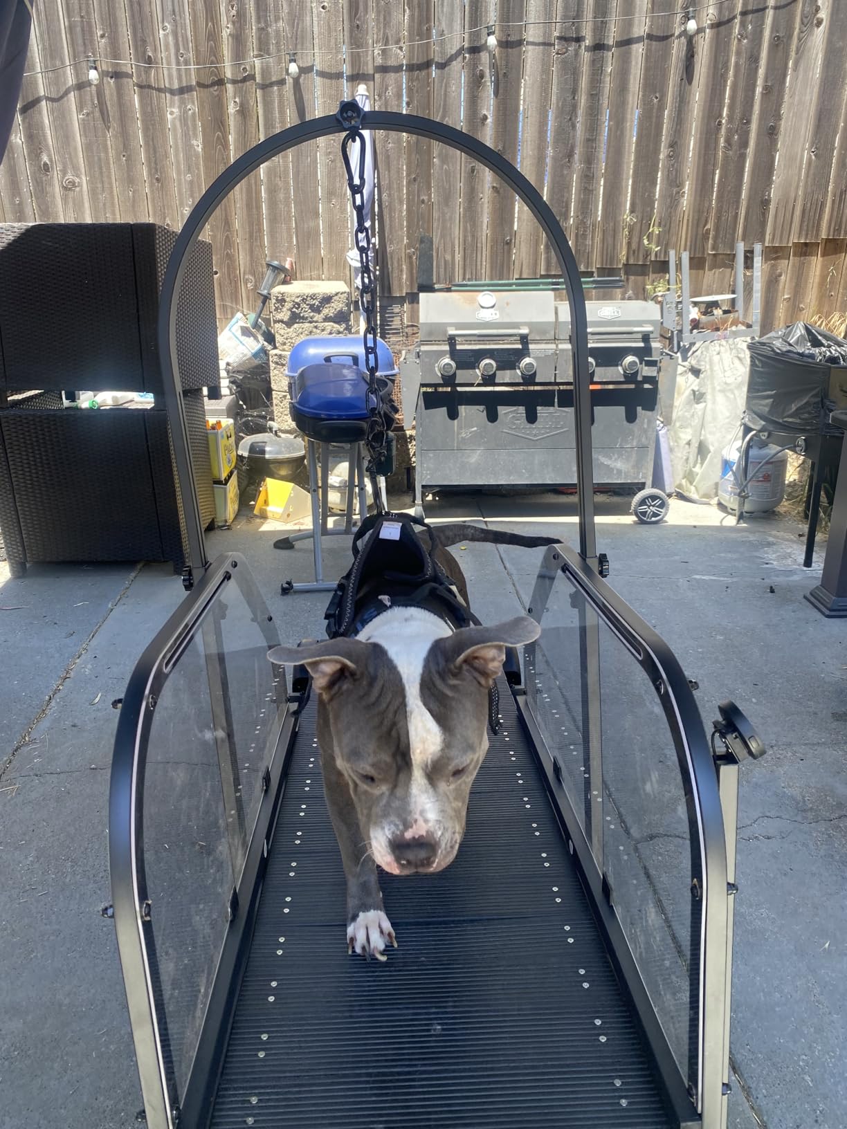 Ronzeil Non-Electric Dog Treadmill review Dao norrell 00