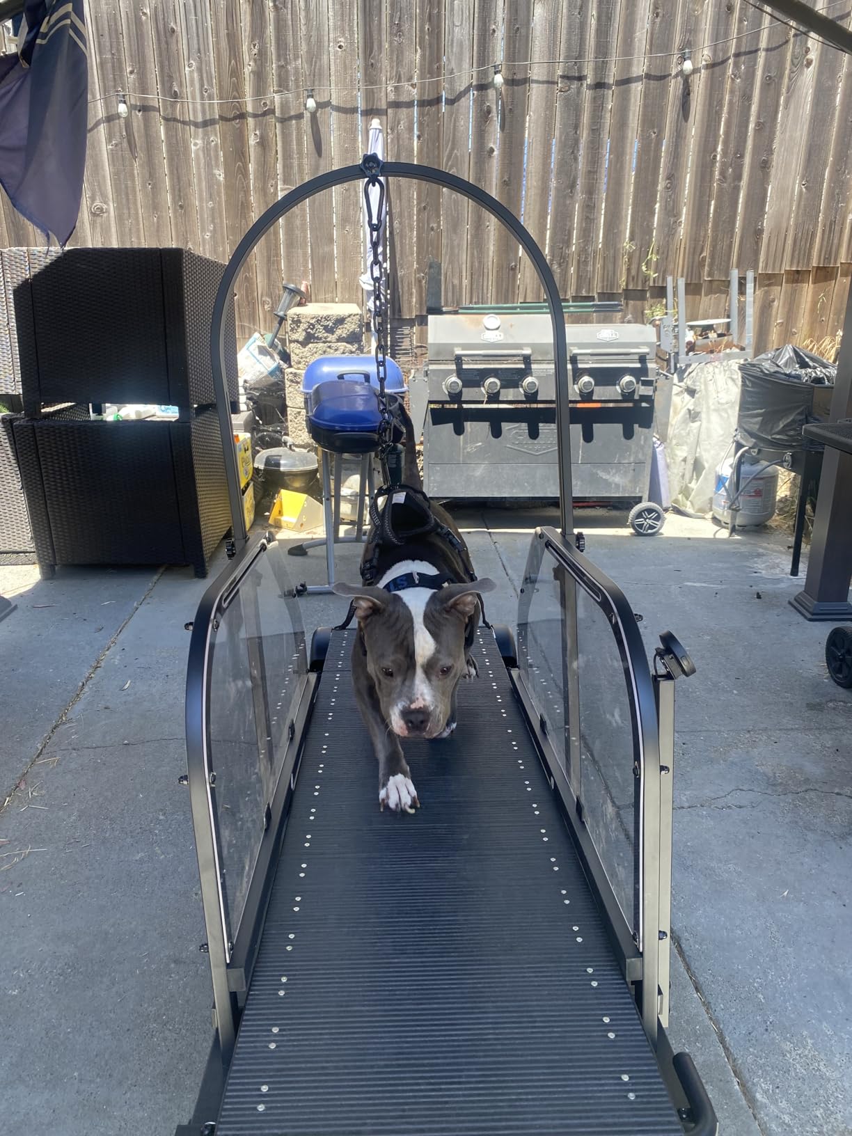 Ronzeil Non-Electric Dog Treadmill review Dao norrell 01