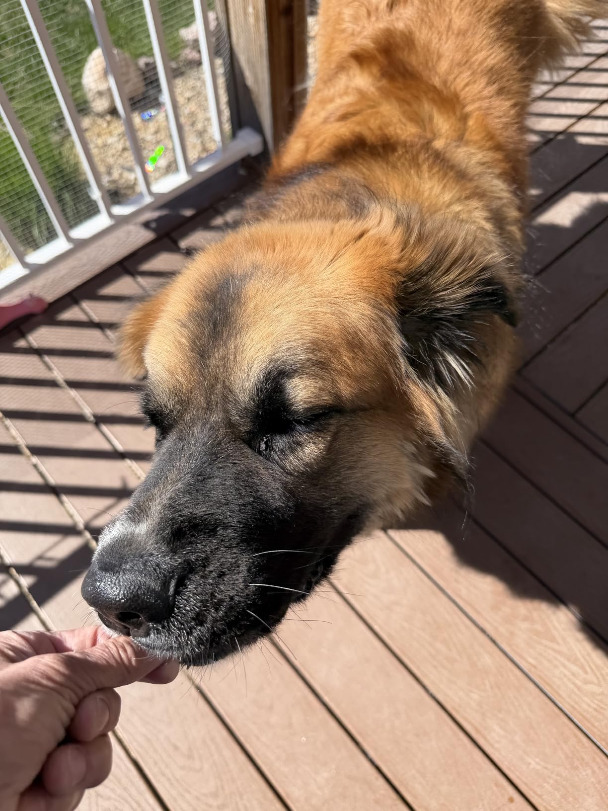 Ronzeil Canine Probiotic Supplement Chicken Flavor review zoey