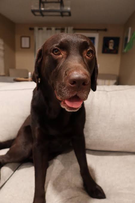 Ronzeil Non-Electric Dog Treadmill review Rochelle Matagi