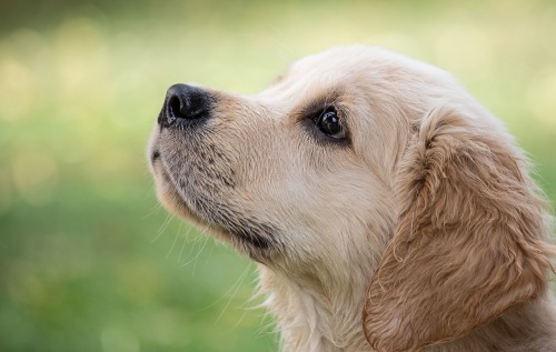 What Can You Do About Dog Obesity?