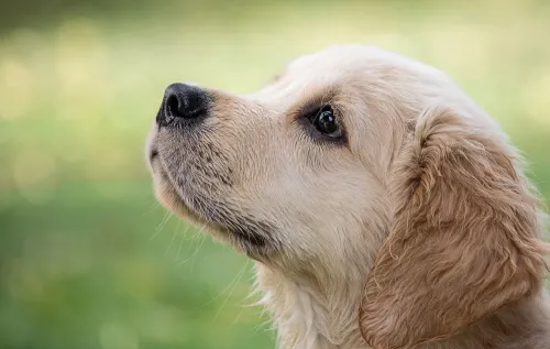 What Can You Do About Dog Obesity?