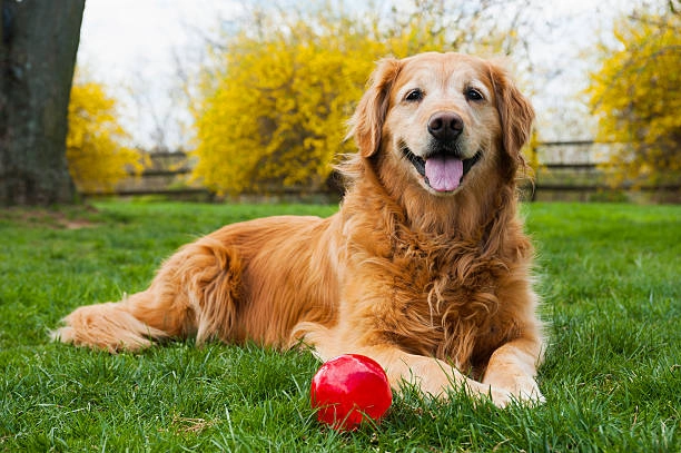 Learn, Exercise, And Run With Golden Retrievers