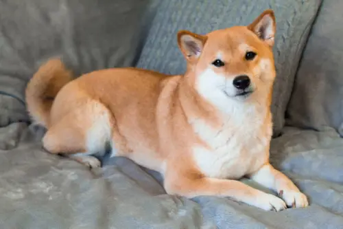 A Guide To Exercise For The Shiba Inu