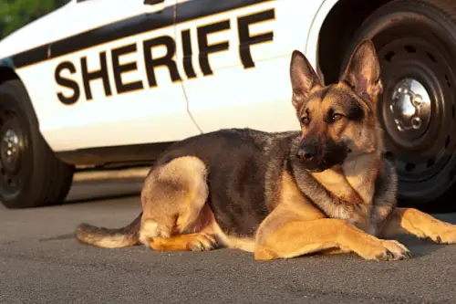 A Guide To The Treadmill For German Shepherds