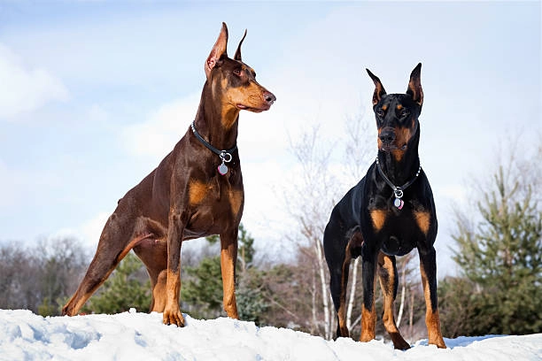 Treadmill Training For Dobermans