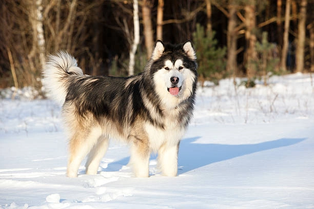 A Guide To Using Pet Treadmills For Alaskan Dogs
