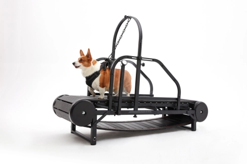 Is Exercising Your Dog Important?