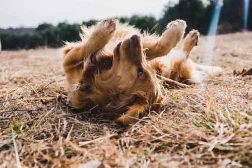 The Right Amount Of Exercise Your Pet Needs