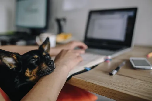 Should You Exercise Your Dog On A Treamill? Here's What Veterinartans Say