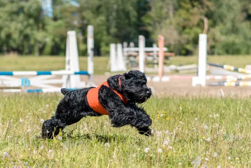 You May Not Need A Dog Treadmill
