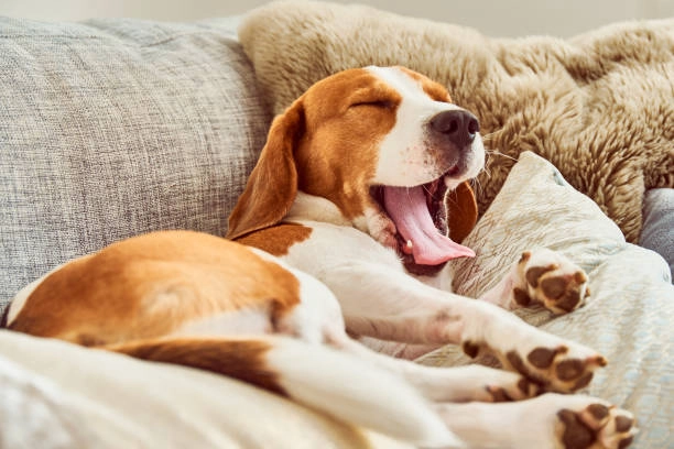 A Guide to Treadmill Exercise for Charismatic Beagles