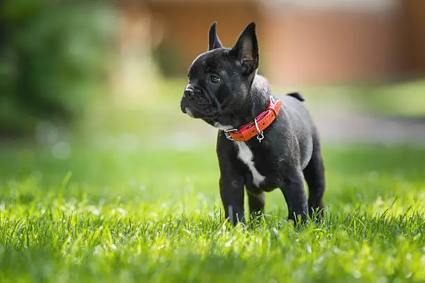 The Ultimate Guide To Using A Pet Treadmill For French Bulldogs