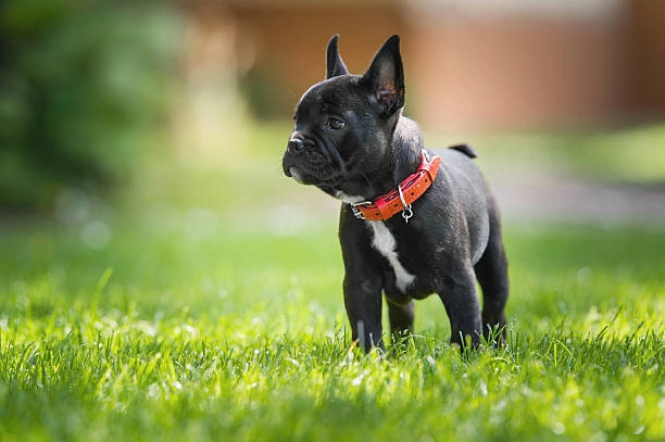 The Ultimate Guide To Using A Pet Treadmill For French Bulldogs
