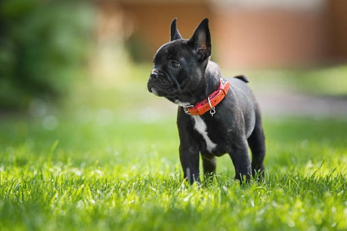 The Ultimate Guide To Using A Pet Treadmill For French Bulldogs