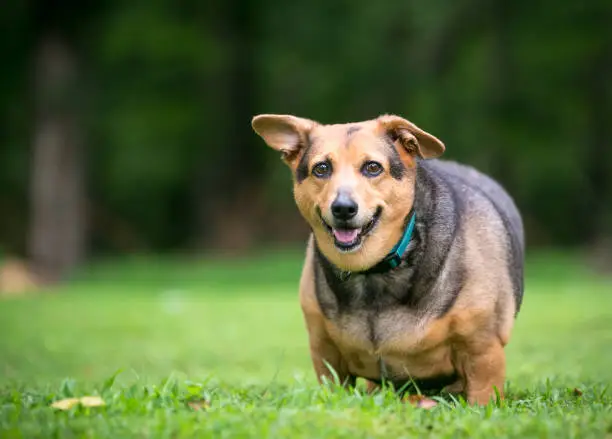 Which Breeds Need Exercise The Most