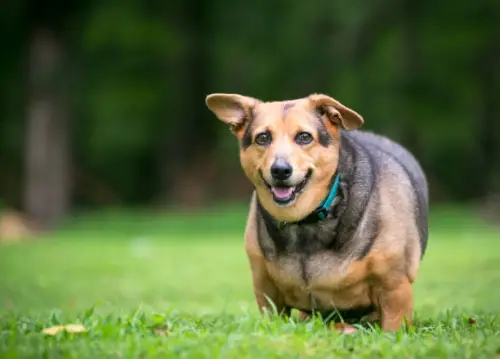Which Breeds Need Exercise The Most