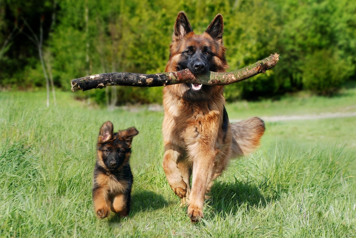 Factors To Consider For How Long Your Dog Should Stay On The Treadmill