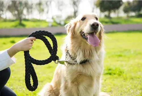 Manual Vs Electric Treadmill For Dogs: Which Is Better?