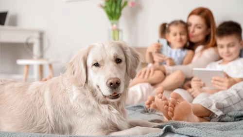 Are Non-Motorized Dog Treadmills Worth It?