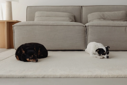 Do Dog Treadmills Help Dogs Lose Weight?